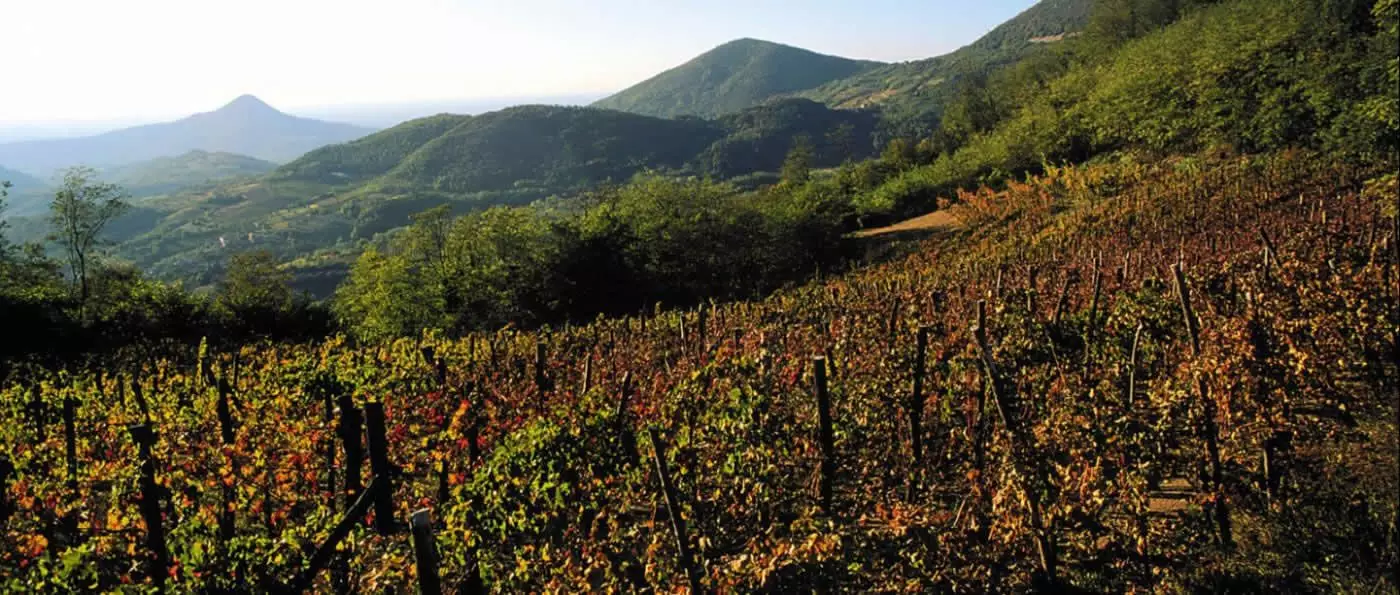 Colli Euganei Colli Euganei